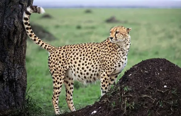 YİTİK KENTİN YOLCUSU: MASAI MARA